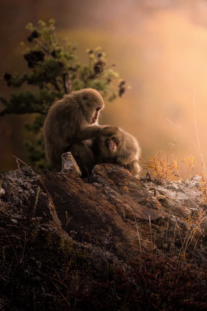 Gentle Snow Monkeys by まちゅばら/Hiroki Matsubara — canvas wall art