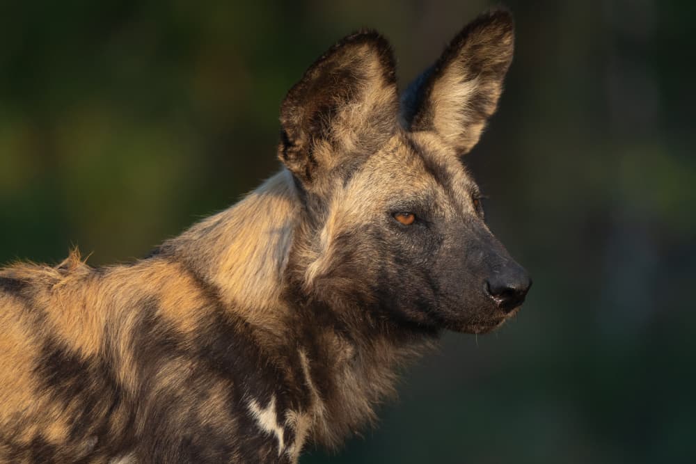Golden Light Wild Dog by Etienne Steenkamp — canvas wall art