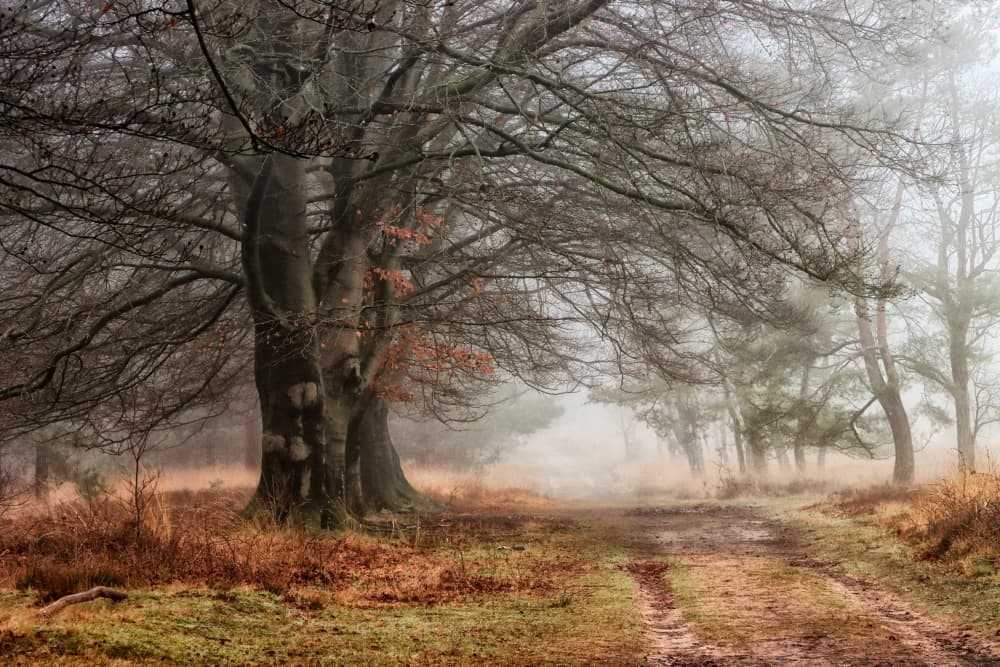 Misty Forest Path by Hilda van der Lee — canvas wall art