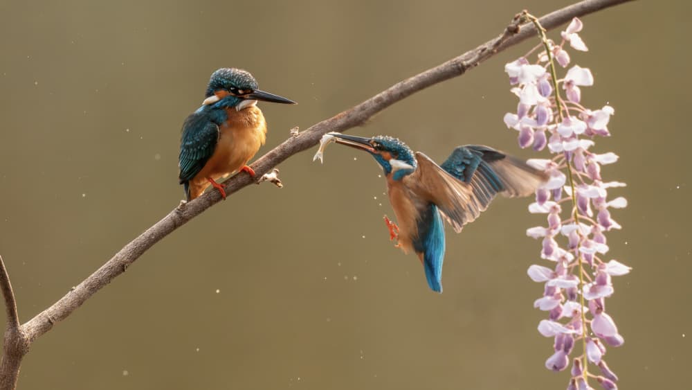 Kingfishers and Wisteria by tianhuayu — canvas wall art