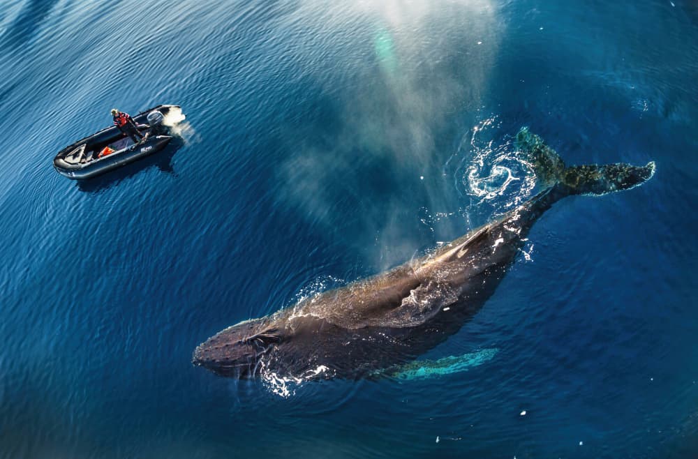 Ocean Whale Encounter by Jie Jin — canvas wall art