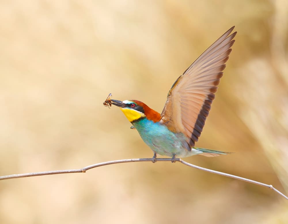 Colorful Bee-eater Wings by Shlomo Waldmann — canvas wall art