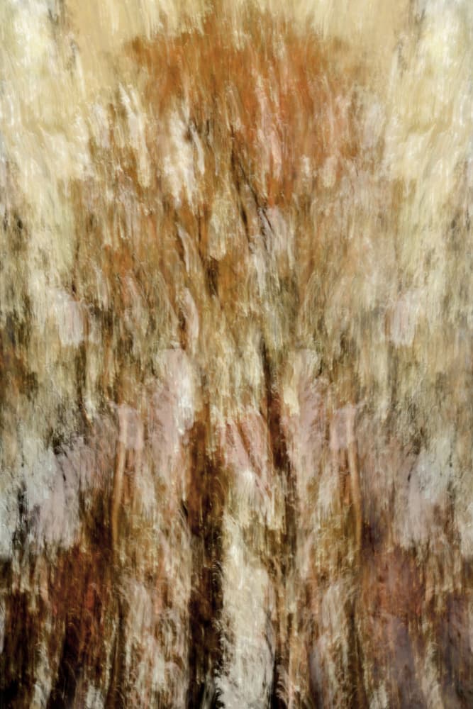 Golden Forest Impression by Christina Sillen — canvas wall art