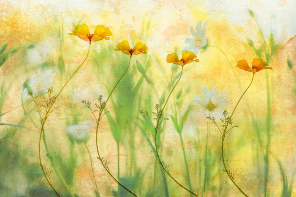 Dreamy Summer Flowers by Hilda van der Lee — canvas wall art