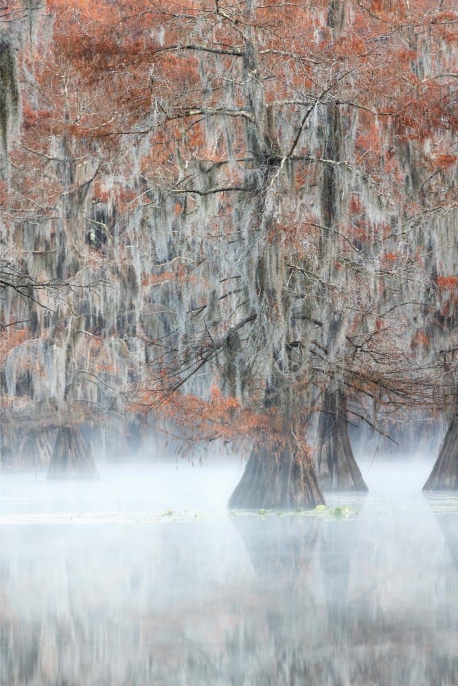 Misty Cypress Swamp by Yimei Sun — canvas wall art