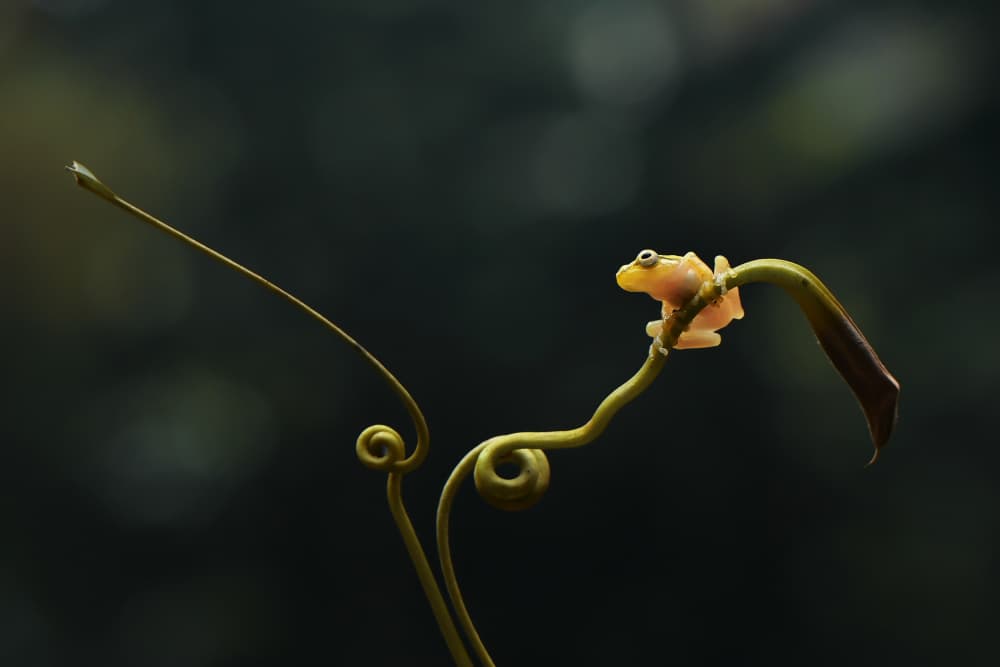 Yellow Frog on Curly Vine by Edy Pamungkas — canvas wall art