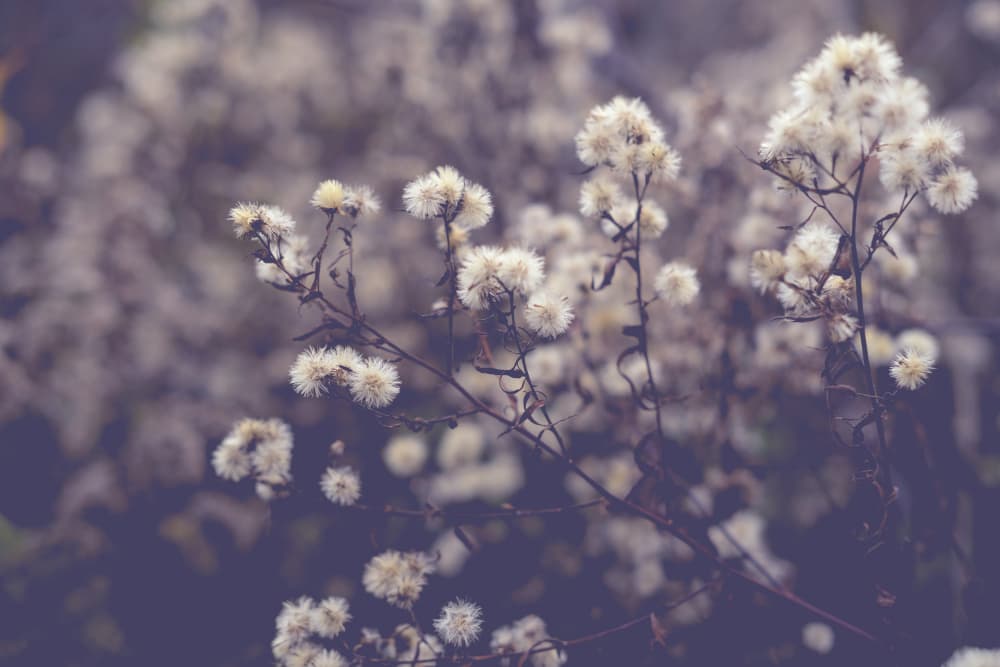 Soft Autumn Botanicals by Olivia Joy StClaire — canvas wall art