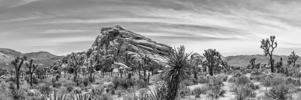 Joshua Tree Desert Landscape by Melanie Viola — canvas wall art
