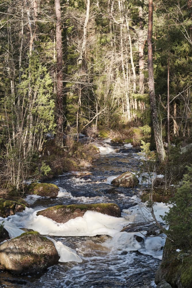 Winter Forest Stream by Geertjan Plooijer — canvas wall art