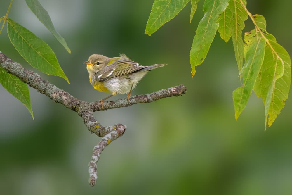 Vibrant Forest Warbler by Jacob (Jian) Xu — canvas wall art