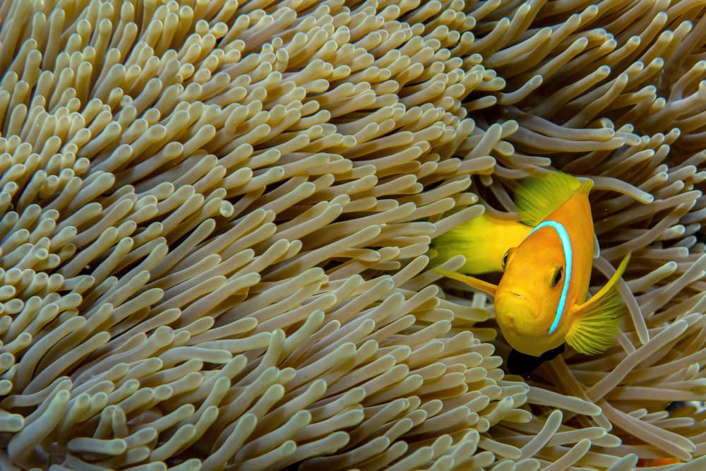 Vibrant Clownfish Anemone by Alessandro Catta — canvas wall art