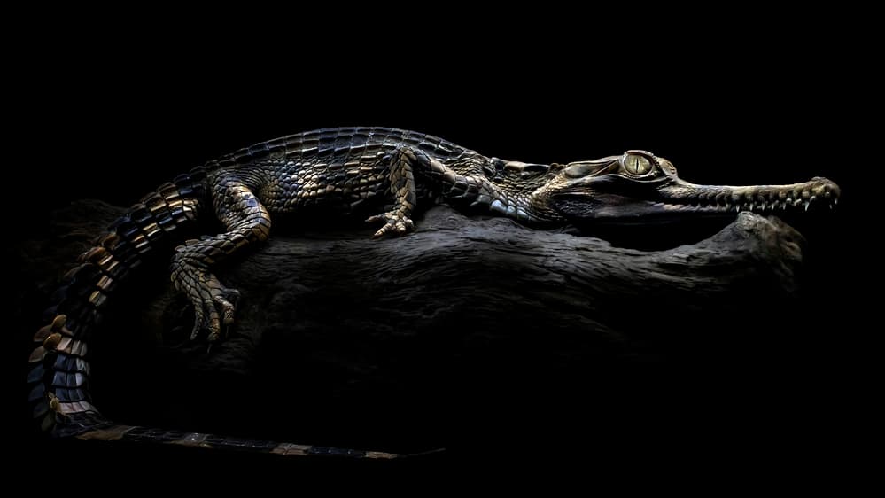 Intense Crocodile Gaze by Fauzan Maududdin — canvas wall art
