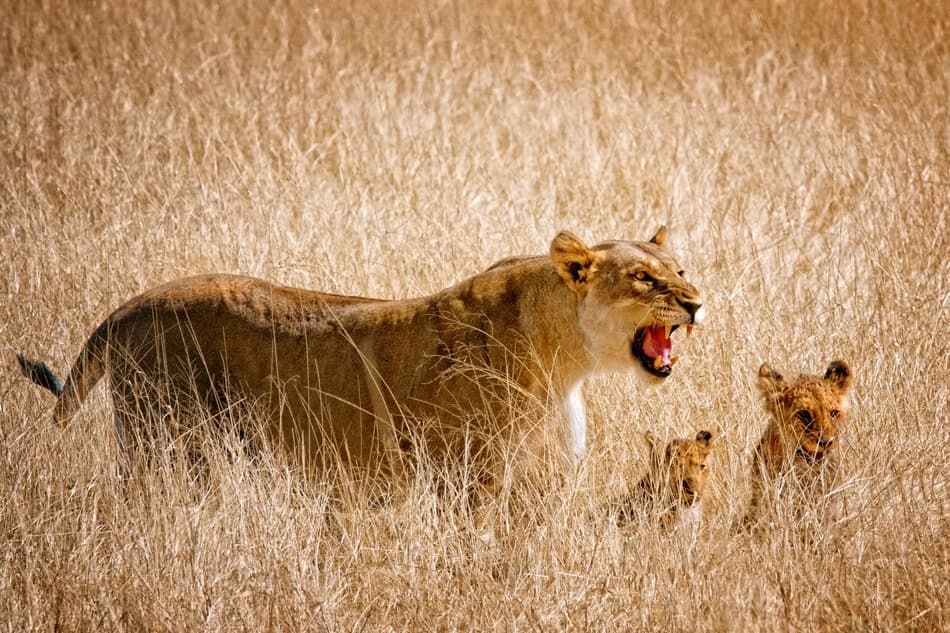 Lioness And Cubs Roar by Mathilde Guillemot — canvas wall art