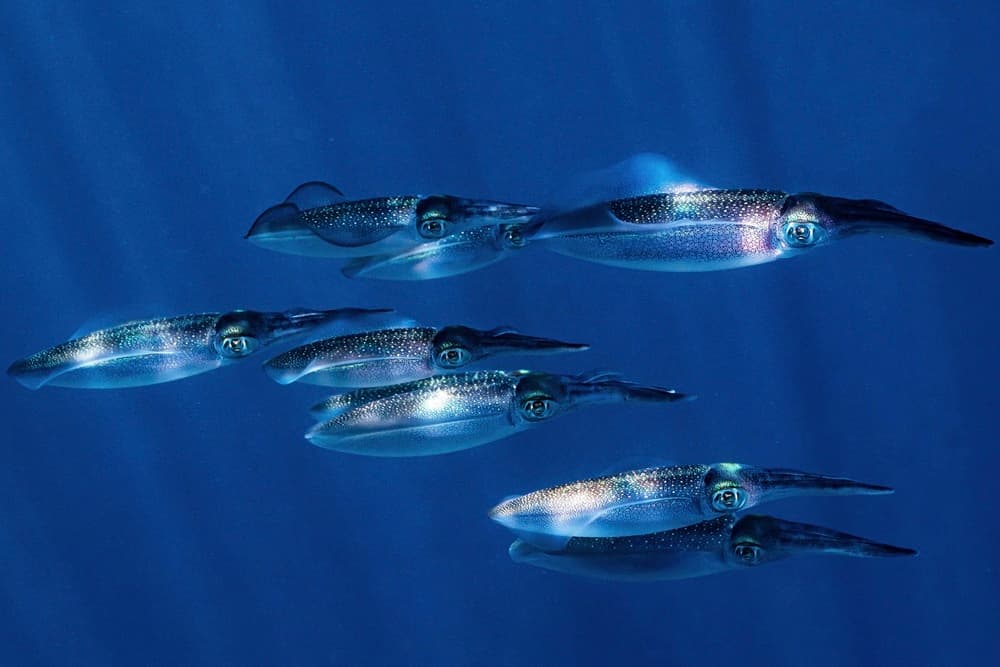 Glowing Squids by Serge Melesan — canvas wall art