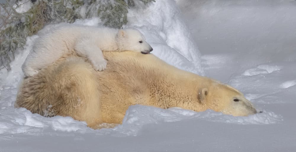 Peaceful Polar Bear Family by Yuan Su — canvas wall art