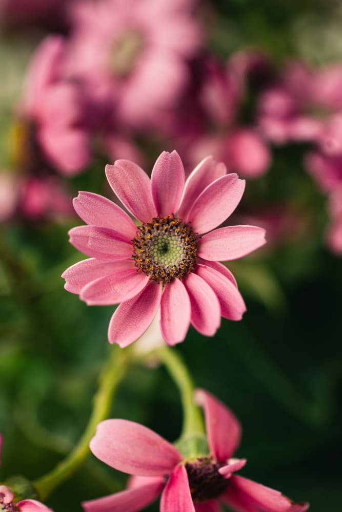Delicate Pink Bloom by Javier Pardina — canvas wall art