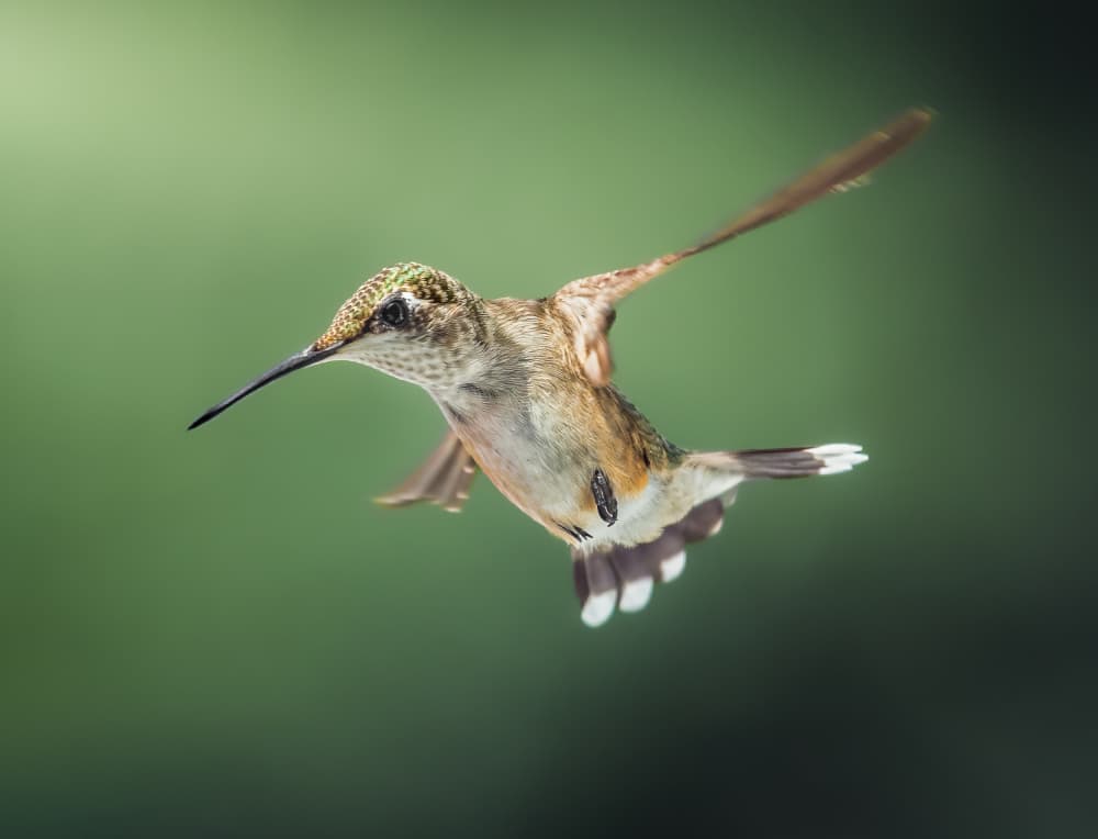 Hummingbird in Flight by Atul Saluja — canvas wall art
