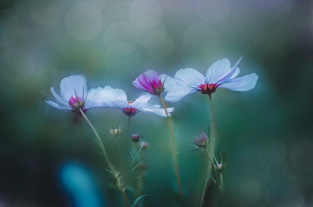Dreamy Cosmos Blooms by YoungIl Kim — canvas wall art