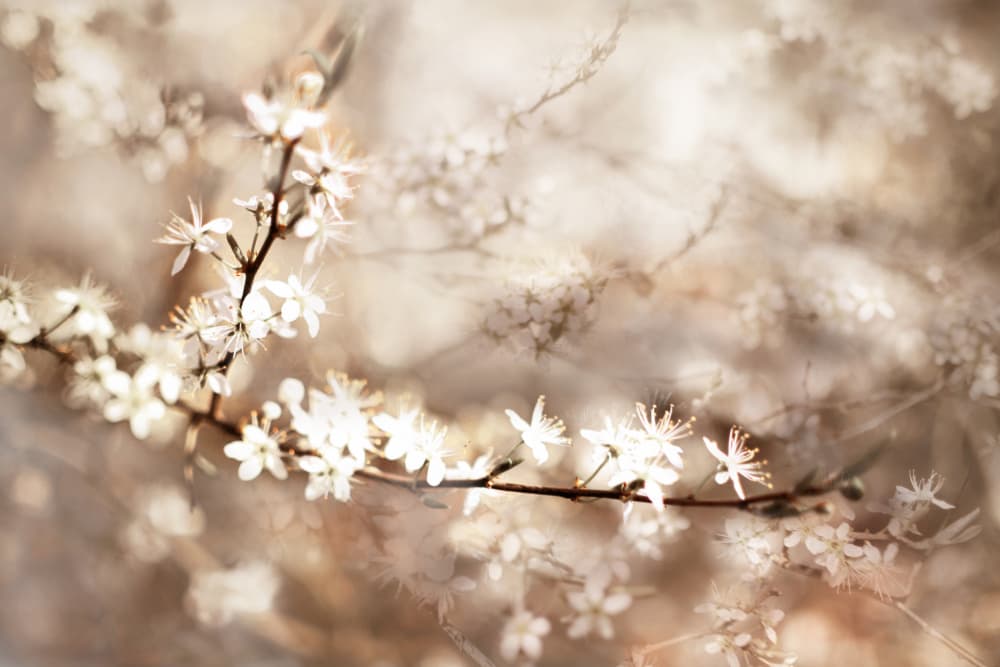 Dreamy White Blossoms by Christina Sillen — canvas wall art