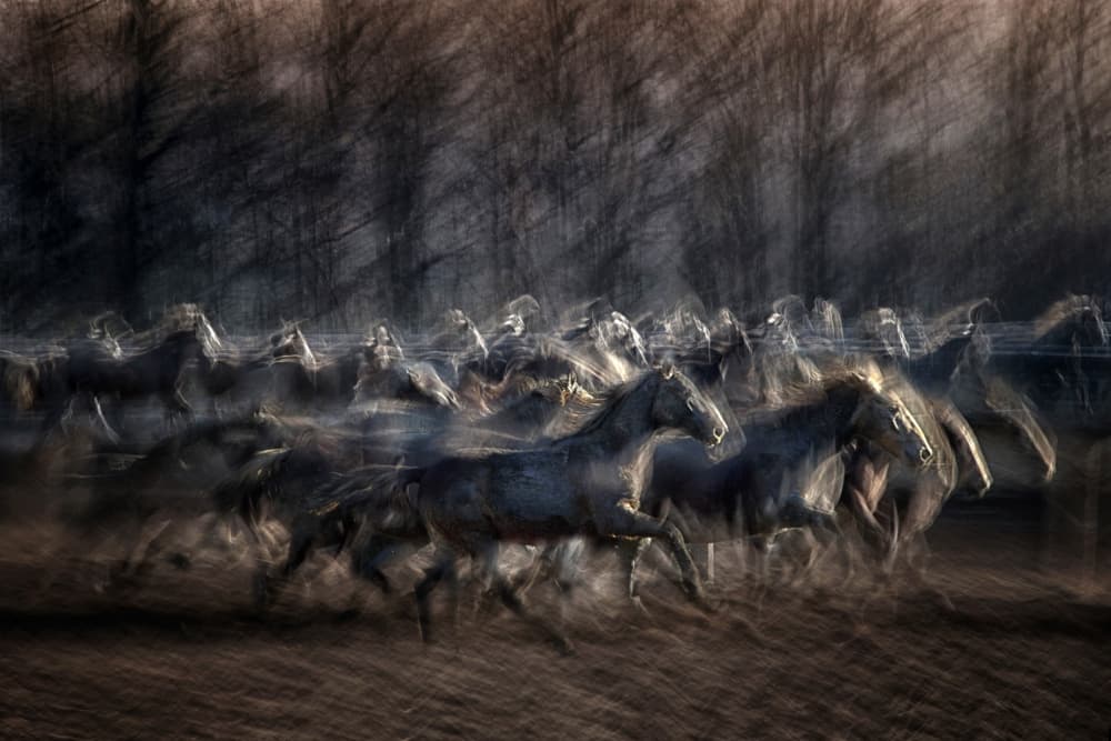 Galloping Wild Horses by Milan Malovrh — canvas wall art