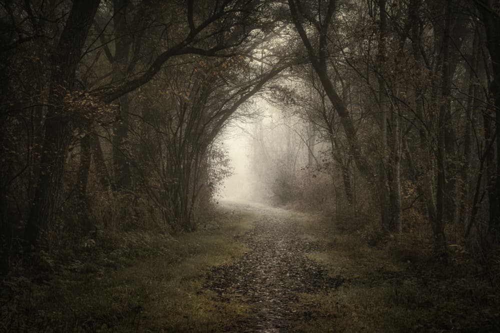 Mysterious Forest Path by Norbert Maier — canvas wall art
