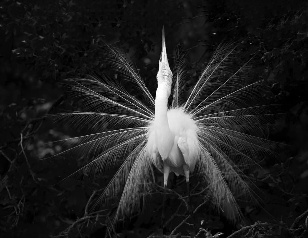Egret Feather Display by Mike He — canvas wall art