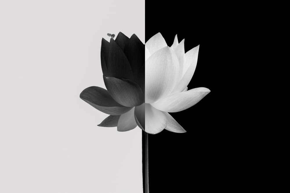 Lotus Flower by DonnaHom APA — canvas wall art