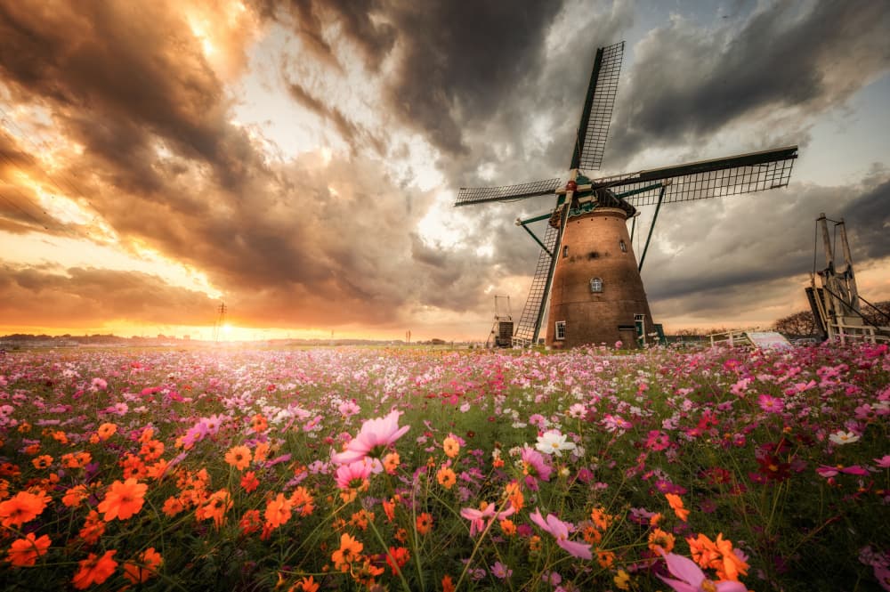 Dutch Windmill Cosmos Sunset by Daiki Suzuki — canvas wall art