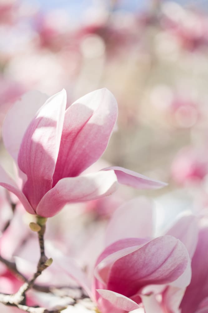 Soft Pink Magnolia Blooms by Javier Pardina — canvas wall art