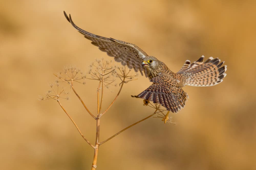Golden Kestrel Landing by David Manusevich — canvas wall art