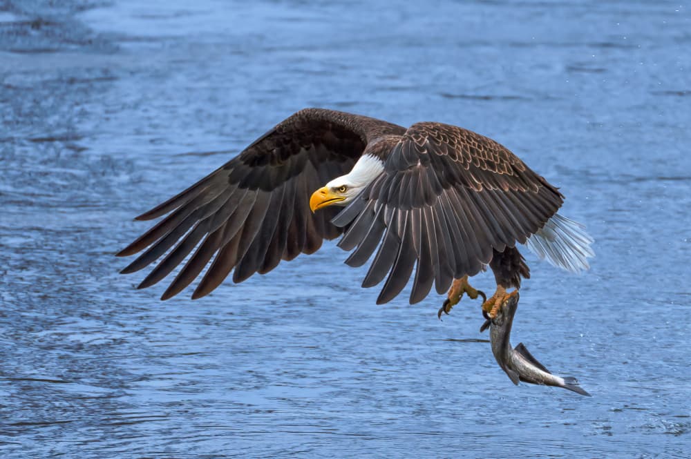 Bald Eagle Fishing by Ruiqing P. — canvas wall art