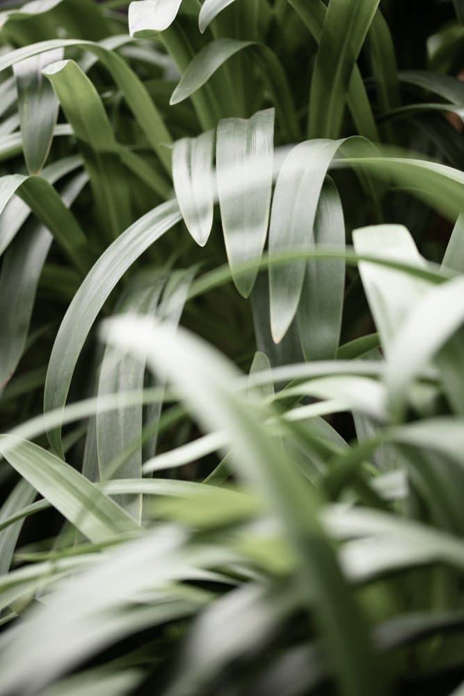 Soft Green Leaves by Pictufy Studio III — canvas wall art