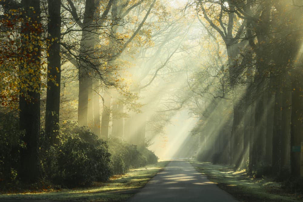 Misty Forest Path by Hilda van der Lee — canvas wall art