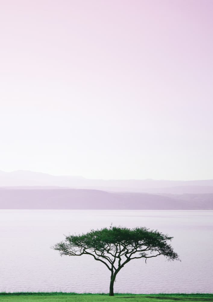 Tree By A Tranquil Lake by Shot by Clint — canvas wall art