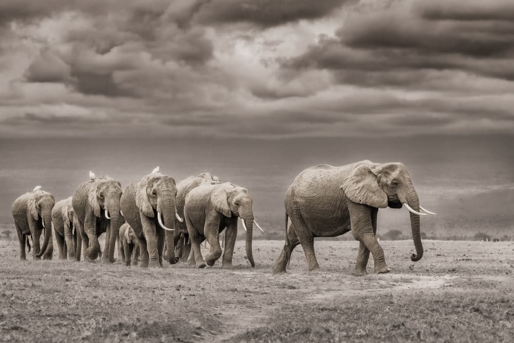 Majestic Elephant Herd by Ali Khataw — canvas wall art