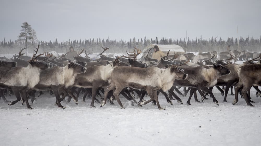 Winter Reindeer Herding by Marcel Rebro — canvas wall art