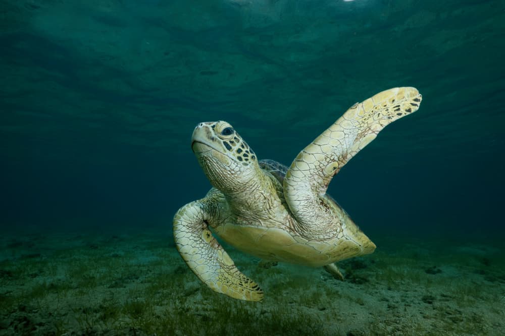 Graceful Sea Turtle by Serge Melesan — canvas wall art