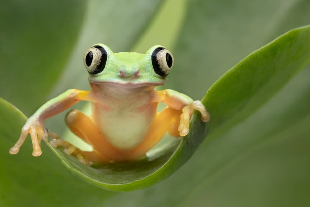Green Frog Big Eyes by Linda D Lester — canvas wall art