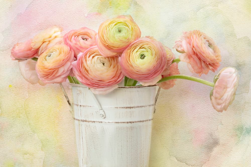 Soft Ranunculus Blooms by Linda D Lester — canvas wall art