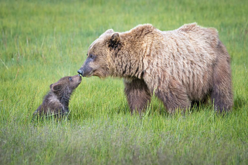 Mother Bear And Cub by Jeffrey C. Sink — canvas wall art