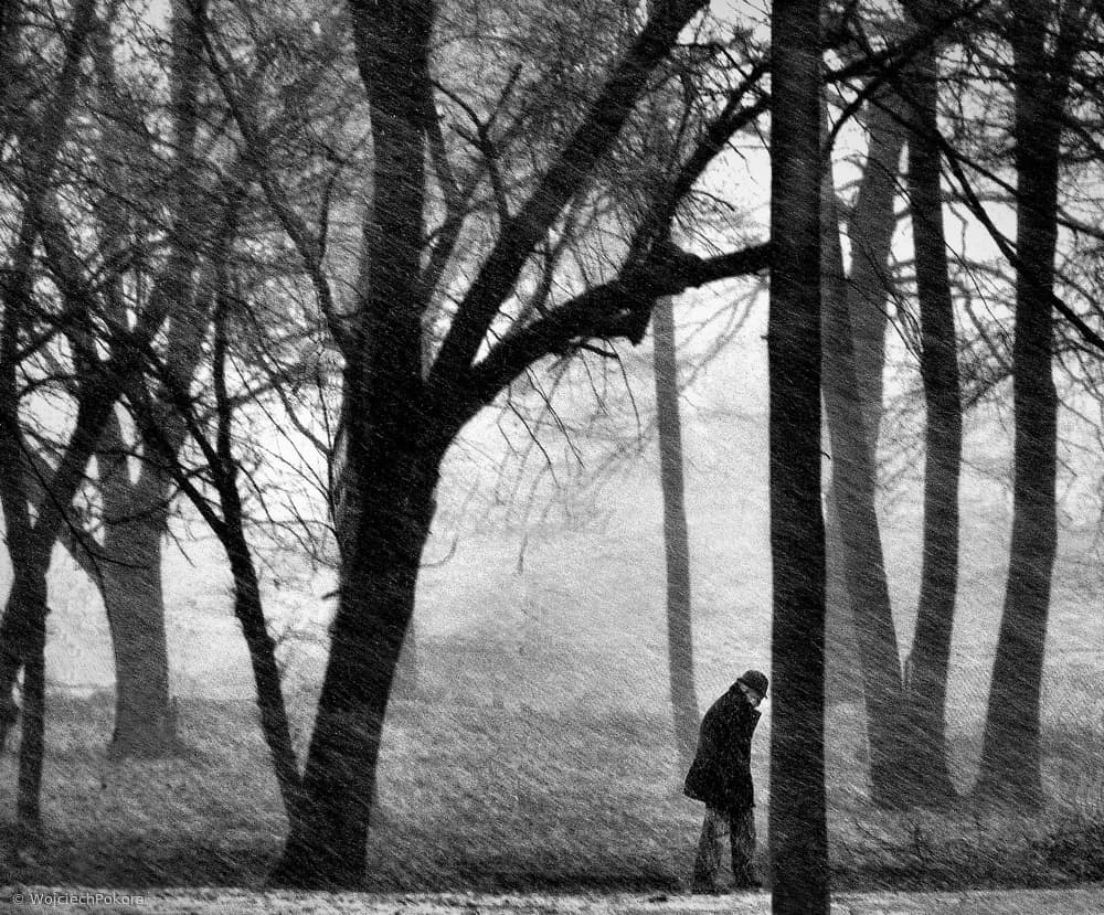 Moody Winter Walk by Wojciech Pokora — canvas wall art