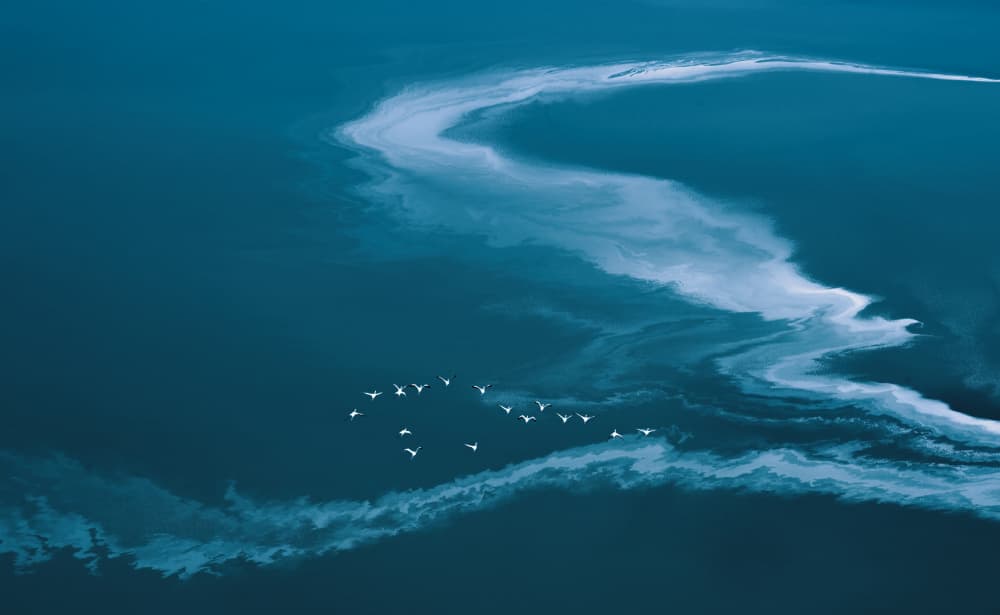 Graceful Swans Blue Water by Judy Tseng — canvas wall art