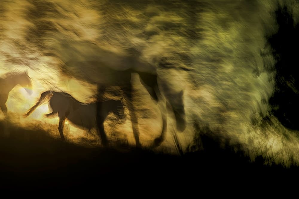 Golden Horses In Motion by Milan Malovrh — canvas wall art