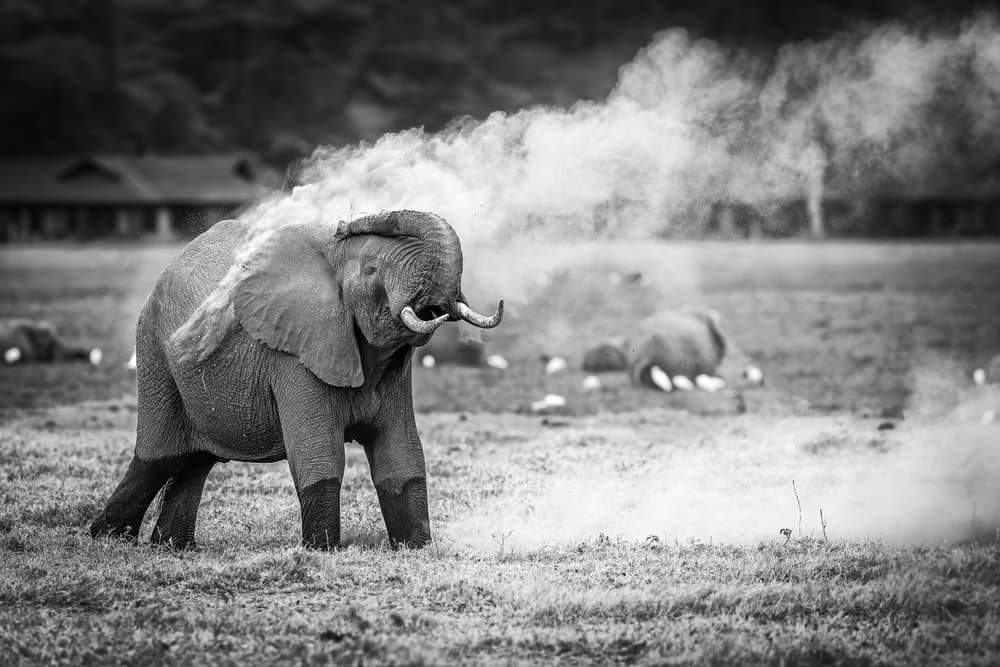 Wild Elephant Dust Bath by Jeffrey C. Sink — canvas wall art