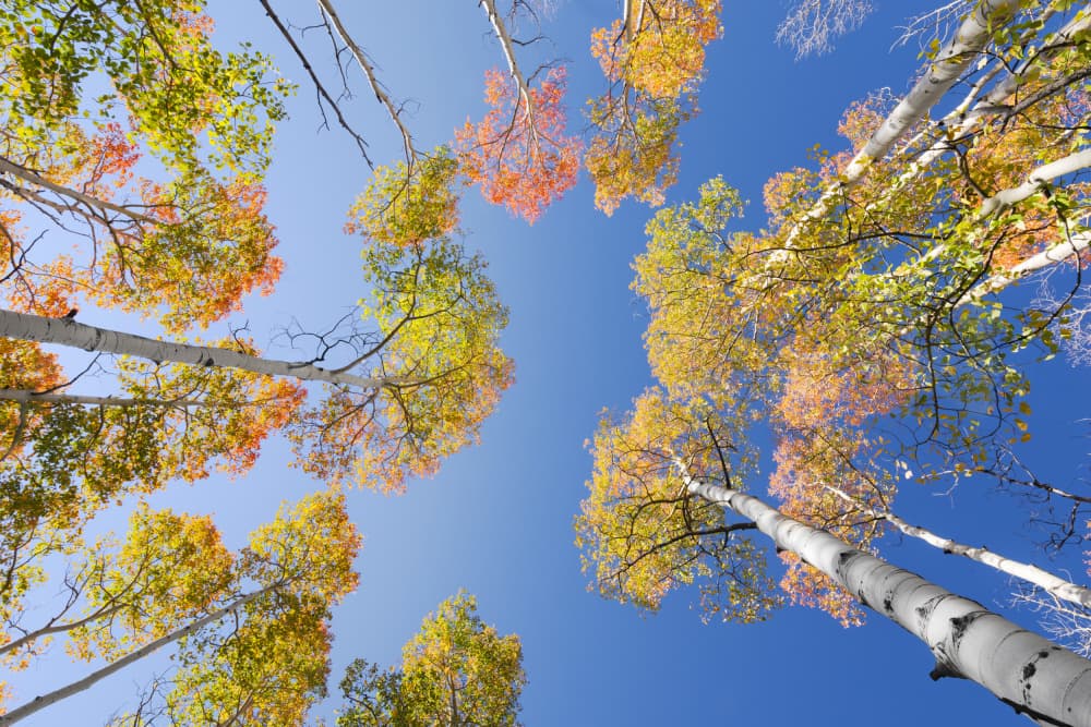 Autumn Birchs by Stefan Hefele — canvas wall art