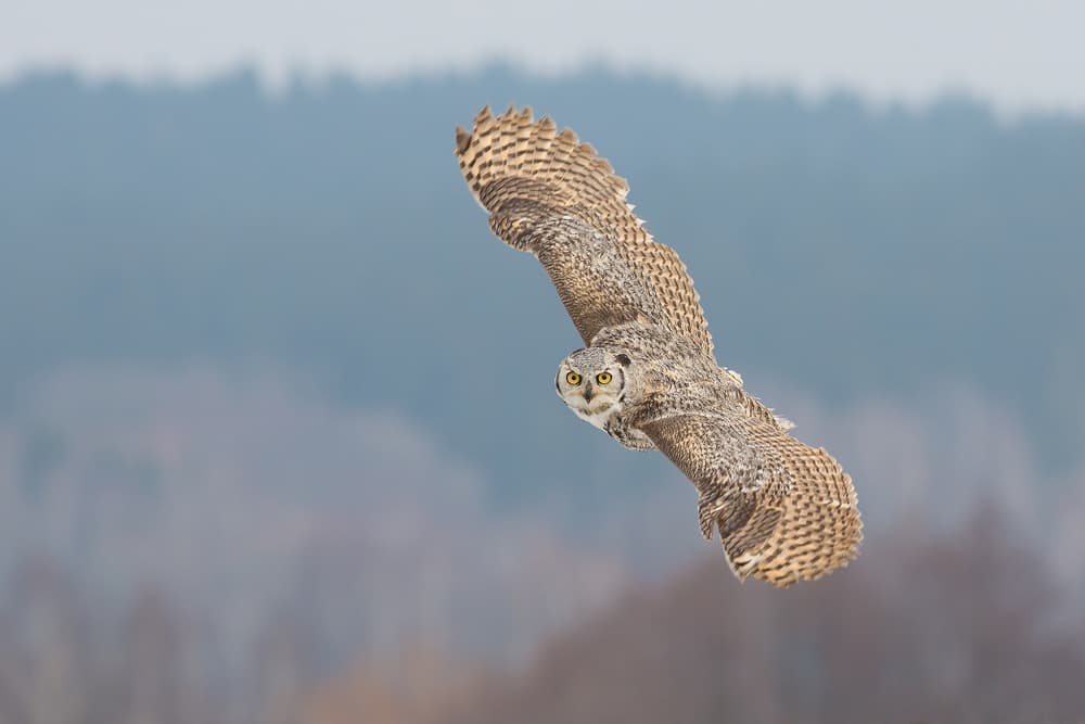 Majestic Owl in Flight by Milan Zygmunt — canvas wall art