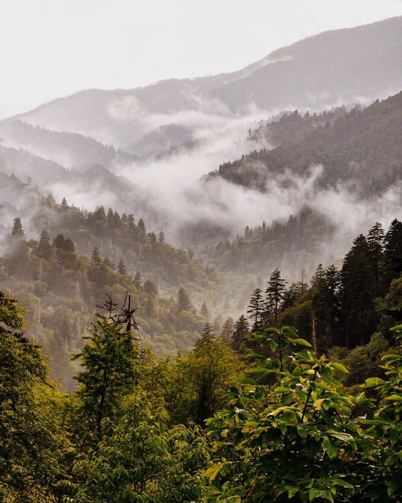Misty Mountain Forest by Del Mundo Imagery — canvas wall art