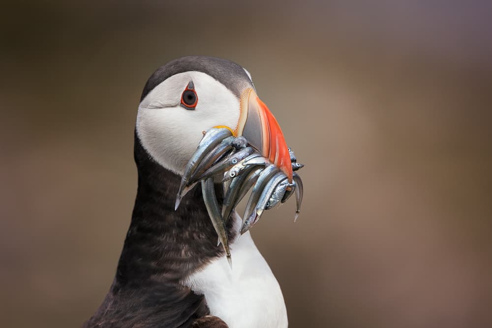 Atlantic Puffin Catch by fegari — canvas wall art