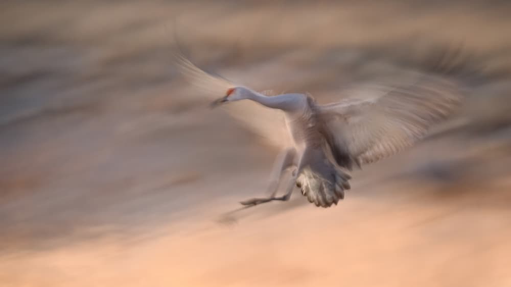 Dynamic Crane Flight by John Fan — canvas wall art