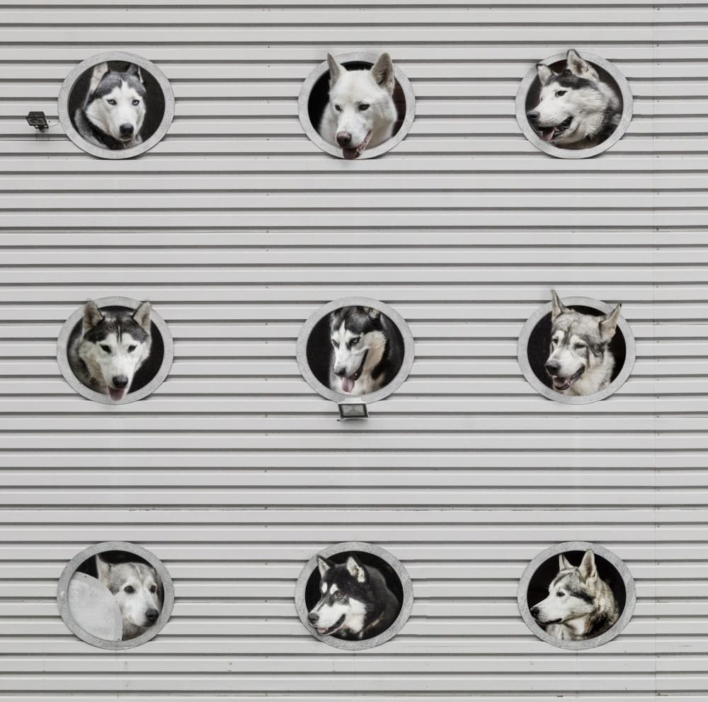 Nine Curious Huskies by Michael Allmaier — canvas wall art